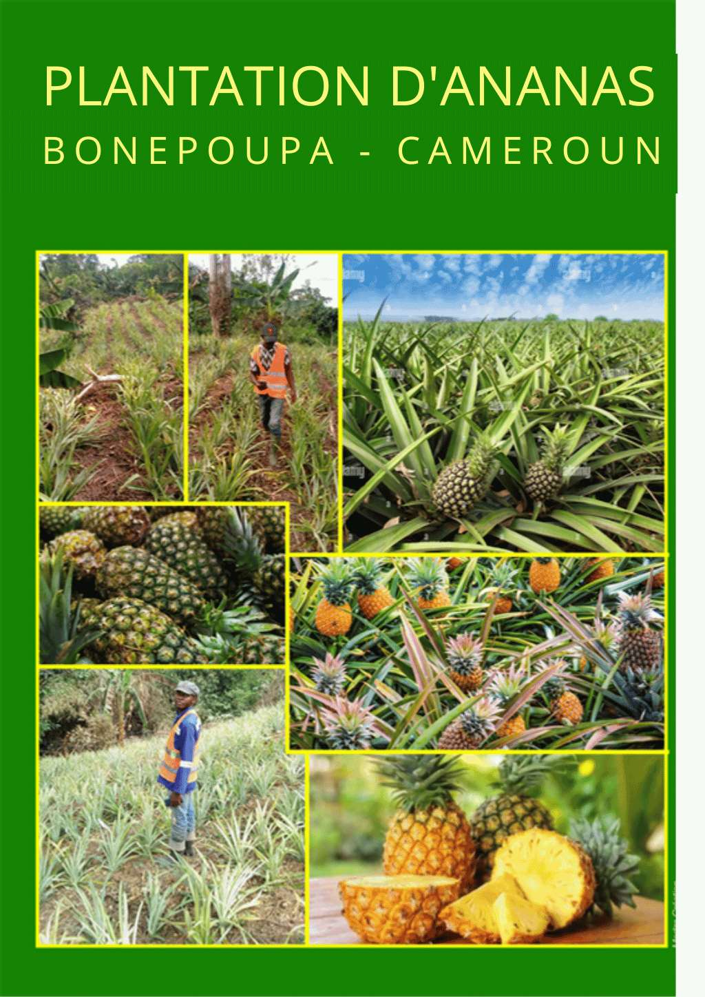 Plantation d'ananas à BONEPOUPA