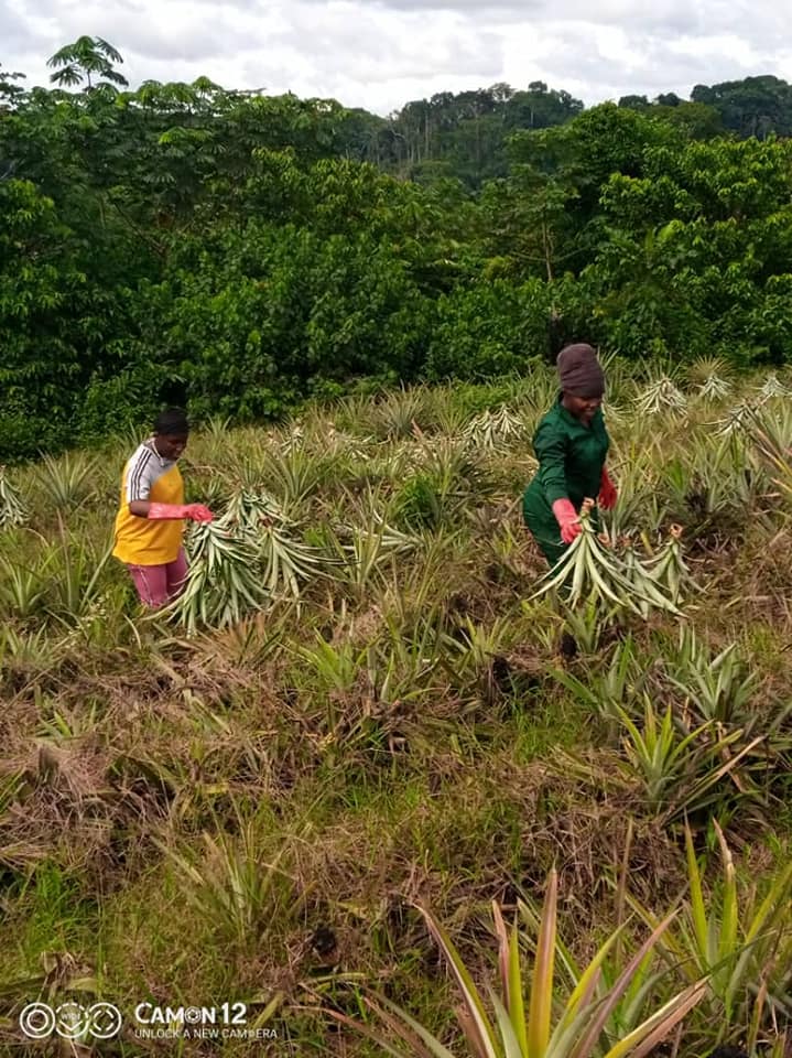 Plantation ananas Bonepoupa