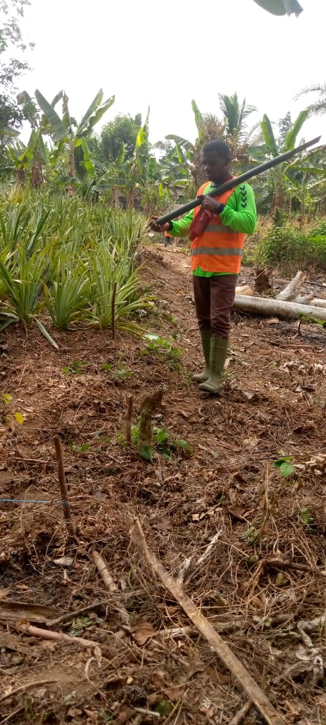 Plantation ananas Bonepoupa