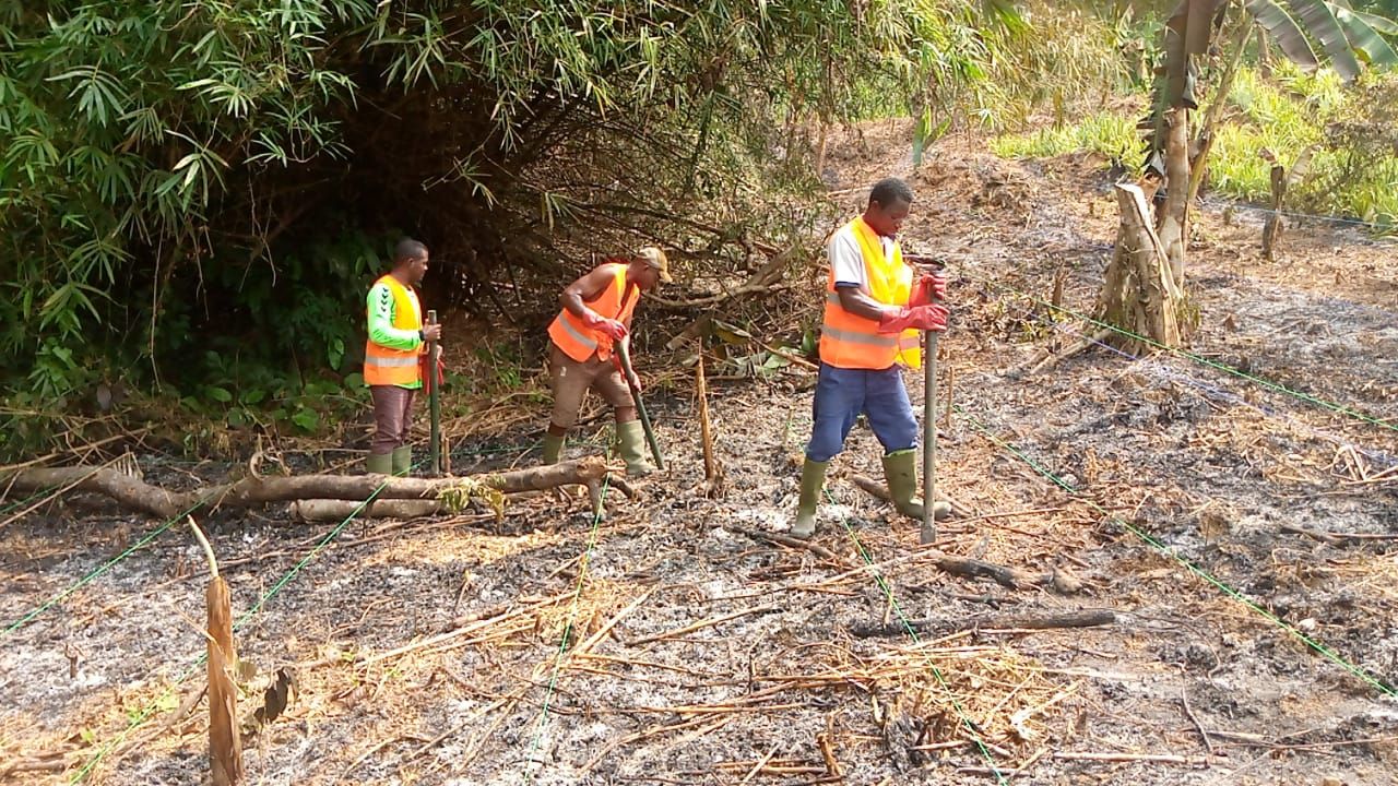 Plantation ananas Bonepoupa