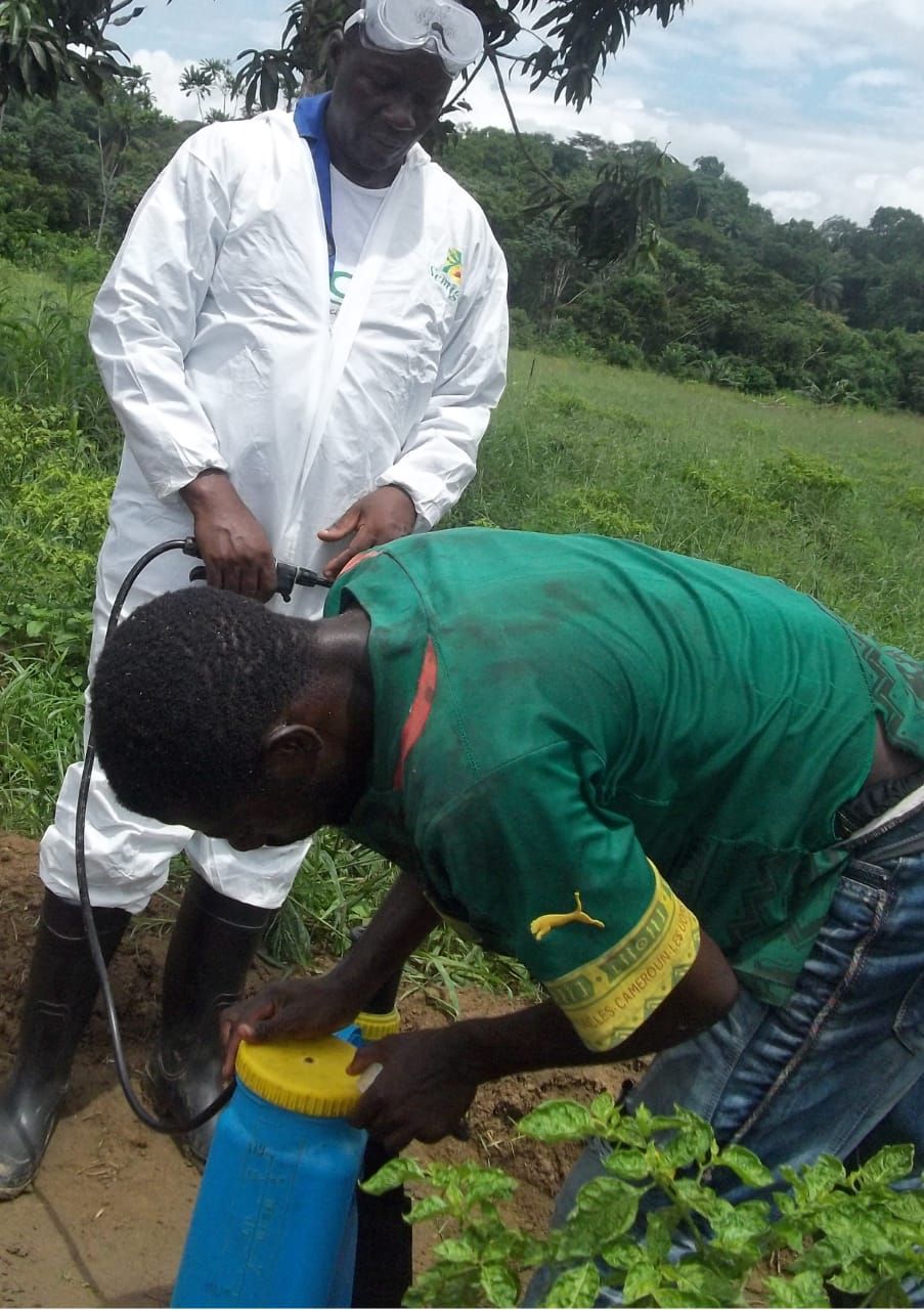 Plantation ananas Bonepoupa