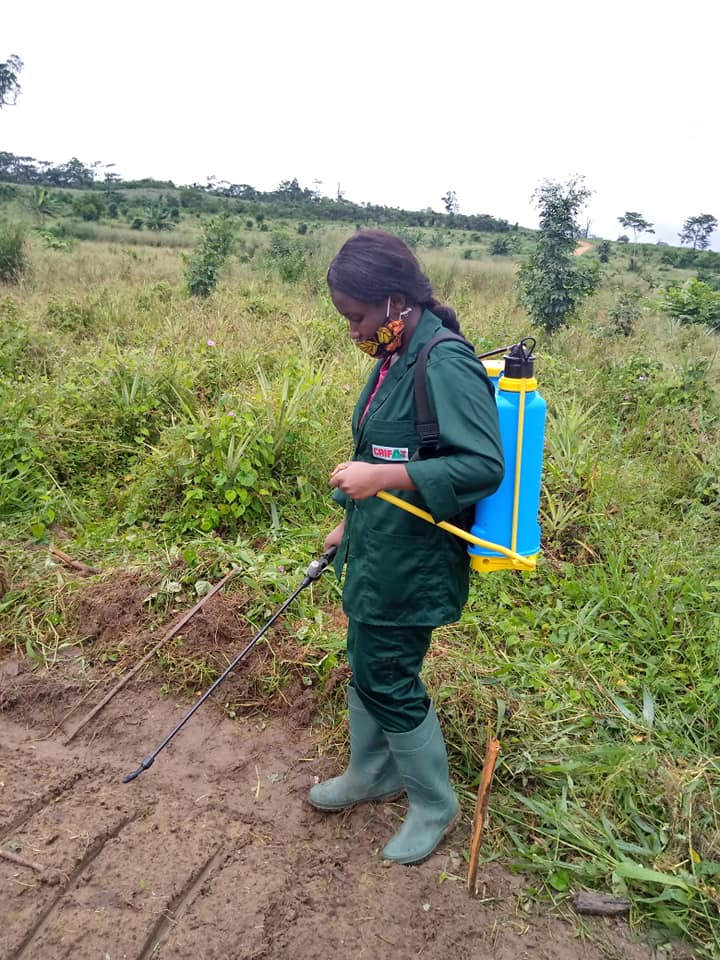 Plantation ananas Bonepoupa