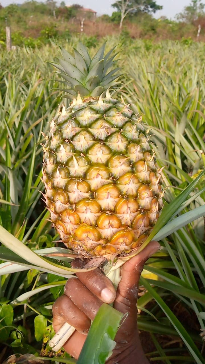 Plantation ananas Bonepoupa