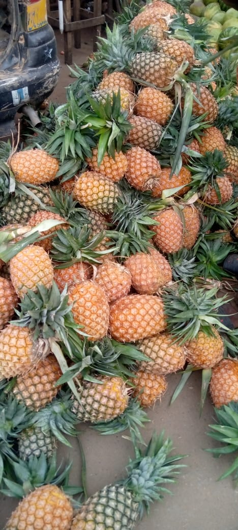 Plantation ananas Bonepoupa