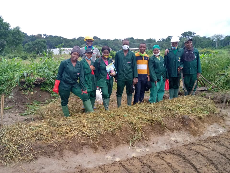 Plantation ananas Bonepoupa