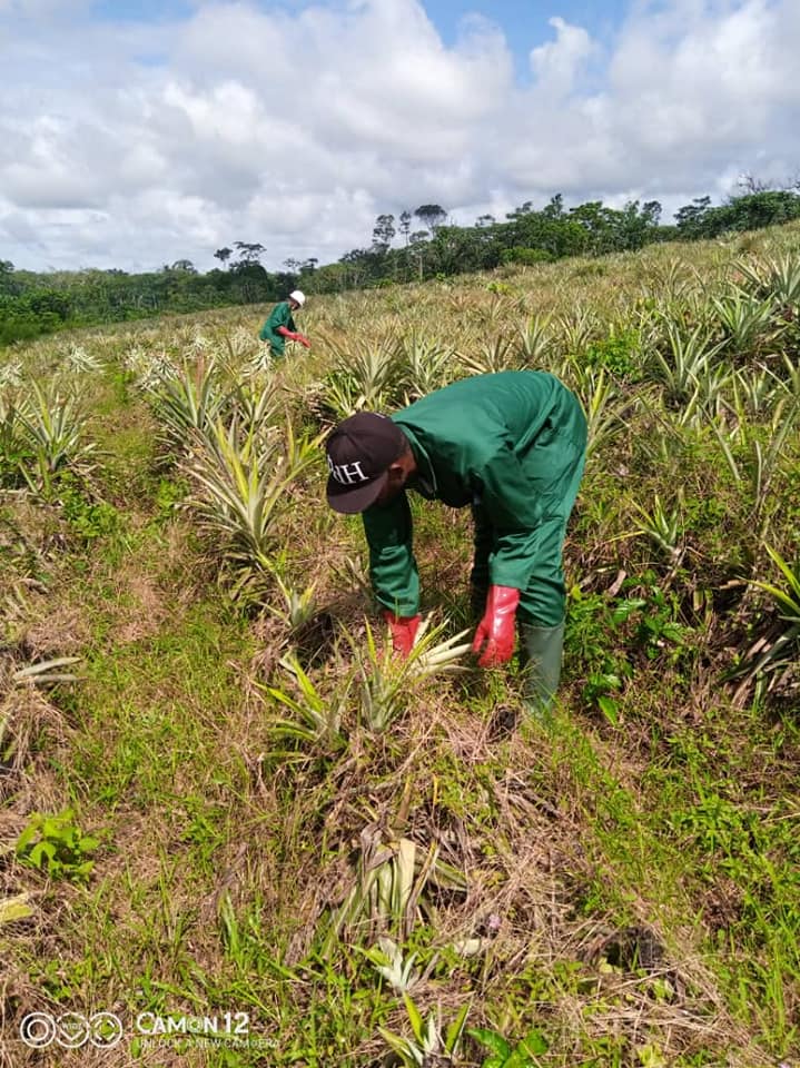 Plantation ananas Bonepoupa