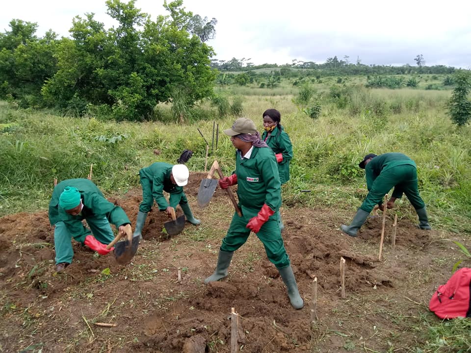 Plantation ananas Bonepoupa