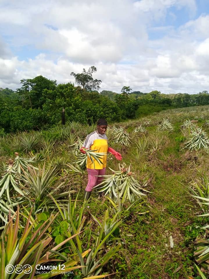 Plantation ananas Bonepoupa