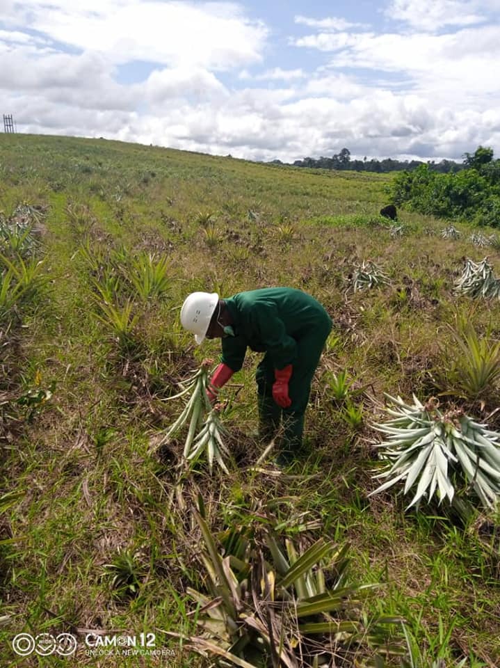 Plantation ananas Bonepoupa