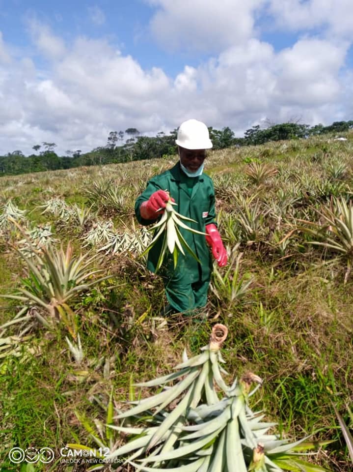Plantation ananas Bonepoupa