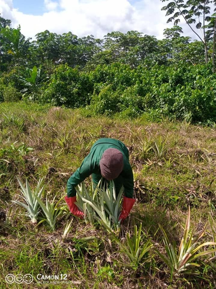 Plantation ananas Bonepoupa