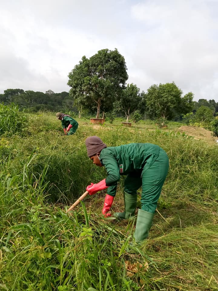 Plantation ananas Bonepoupa