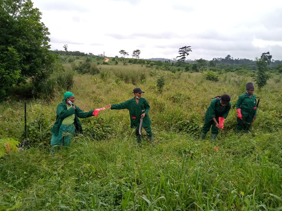 Plantation ananas Bonepoupa