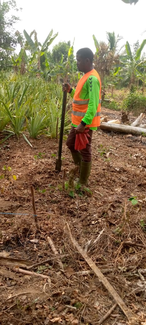 Plantation ananas Bonepoupa
